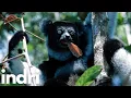 Download Lagu Discovering the Indri: Madagascar's Gentle Giant
