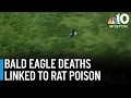 Bald eagle deaths highlight calls for rat poison legislation