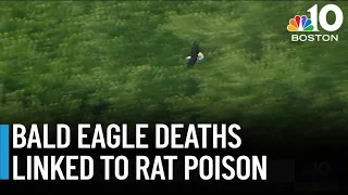 Bald eagle deaths highlight calls for rat poison legislation