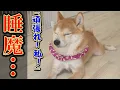 Download Lagu This Shiba Inu got sleepy before \