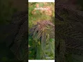 2023 Gush Mints Outdoor Weed Grow 2 of 3