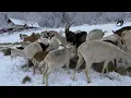 Download Lagu - KOZIJE MLIJEKO SPASILO MI JE DIJETE I DRŽAĆU IH JOŠ STOTINU -