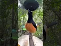 Download Lagu Melatih mental murai batu di hutan bertemuh lawanya yg sangat galak.. #muraibatuborneo