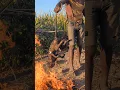 Download Lagu This Incredible Cooking Monkey hadzabe hunt's tribe breakfast #bushman #tradition #culture