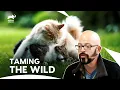 Download Lagu Jackson vs. The Sanctuary's Toughest Cats War | My Cat From Hell | Animal Planet
