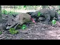 Download Lagu KOMODO DEWASA BERBURU DAN MAKAN INDUK RUSA YANG HAMIL