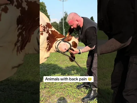 Animals Chiropractic Care #chiropractic #animals @PhysicalOnePlus