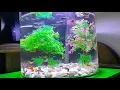 Download Lagu AQUARIUM SILINDER BERISI PULUHAN IKAN GUPPY BIG EAR #aquarium #guppy #aquascape