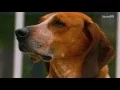 Artificial Sweetener Could Kill Your Dog