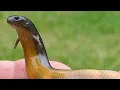 Download Lagu Frog and snake hybrid