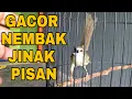 Download Lagu Suara Burung CIBLEK GUNUNG GACOR Untuk PANCINGAN dan MASTERAN Volume Keras