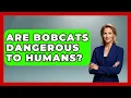 Are Bobcats Dangerous To Humans - Exploring Campgrounds