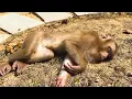 Monkey Kaka was tired and fell asleep because of hunger making dad sad to see her like that