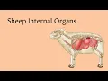 Sheep Anatomy AnatomyStuff
