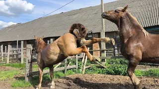 Ремонтируем конюшню после урагана