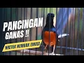 Download Lagu MURAI BATU GACOR FULL ISIAN TEMBAKAN KASAR KRETEKAN GANAS SANGAT AMPUH MEMANCNG EMOSI MURAI BATU