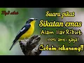 Download Lagu SUARA PIKAT DAN MASTERAN BURUNG SIKATAN EMAS RIBUT ALAM LIAR