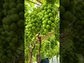 Download Lagu Kebun Anggur Shine Muscat yang Luar Biasa