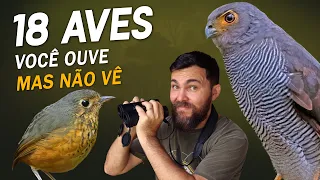 18 AVES DA MATA ATLÂNTICA QUE VOCÊ OUVE, MAS NÃO VÊ