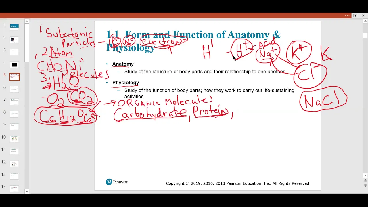 BIO101-26607 LEC: PART 1 -INTRO TO A&P- 2/3/21