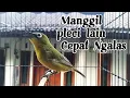 Download Lagu Pleci Ngalas manggil pleci lain