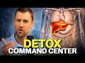 Your Liver s Role in Cellular Detox Get Rid of Zombie Cells