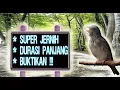 Download Lagu Suara Burung Sanger Gacor Buat Masteran