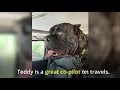 Teddy - Cane Corso Available for Adoption