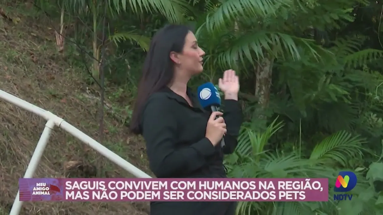 Meu Amigo Animal: saguis convivem com humanos na região, mas não podem ser considerados pets