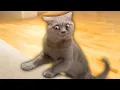 Lagu The Funniest Cat Videos Ever
