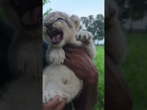 Newly Born Lion Cub Missig His Mother  | Nouman Hassan