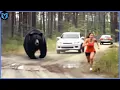 Lagu When Bears Go On A Rampage Caught On Camera! #2
