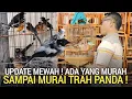Lagu MANTAP INI ! UPDATE KOLEKSI MEWAH GACOR ADA YANG MURAH DI PASAR BURUNG PRAMUKA HARI INI 