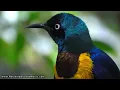 Singing Birds Nature Sounds | 12 Hours Relaxing Bird Ambience | Sounds of Nature