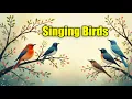 Download Lagu BURUNG BERNYANYI Suara Alam - 12 Jam - Suara Alam - Bersantai dan Melepas Lelah dengan Anggun