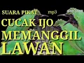 Download Lagu suara PIKAT CUCAK IJO memanggil lawan | langsung nyaut | NGETROK GETAR | KONSLET
