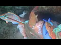 Download Lagu ONE SHOT vs FISH                                       #love #caribbeanfreedive #beach #documentary 