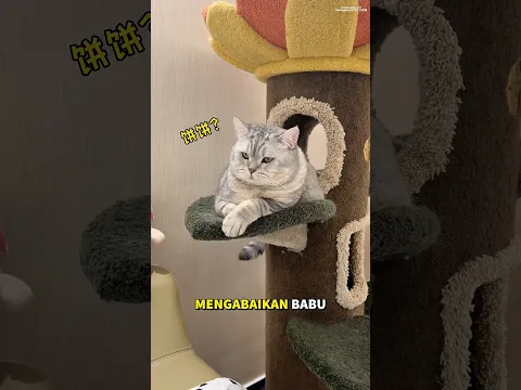 jangan berani buat masalah sama akoh😅🤣 # #kucinglucu #kucingmilo
