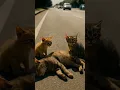 Download Lagu Anak kucing hanya mampu menangis… 💔🐾”#SadStory #Cinematic #Kucing #Heartbreaking #Shorts