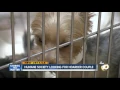 More than 100 Yorkies soon up for adoption