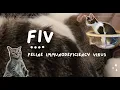 Feline immunodeficiency virus FIV in Cats Causes Clinical Signs Treatment Prevention