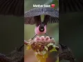 mother love ♥️ #viral #bird #colonelkkjϟ #musicmix #animals #musicplaylist #mix #dance #djmix #dj