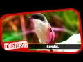 Download Lagu SUARA BURUNG - Masteran Terbaik Pentet / Cendet | Song 14