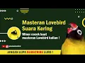 Download Lagu Masteran Lovebird Suara Kering MINOR COCOK BUAT MASTERAN LOVEBIRD KALIAN