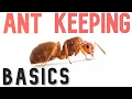 How To START Ant Keeping