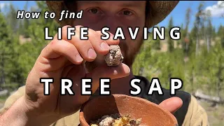How to use Pine Sap The forest s most useful resource