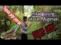 MIKAT BURUNG Tepus pipi perak dan. SIKATAN MUGIMAKI