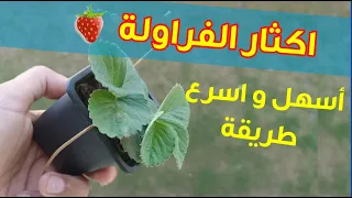 اكثار نبات الفراولة بأسهل طريقة بواسطة المدادات Growing Strawberry Plant 