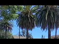 Downtown Long Beach CA Friday Cruising