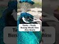 Download Lagu Tanda - Tanda Burung Merak Biru Mau Kawin #merakbiru #hewanpeliharaan #shorts